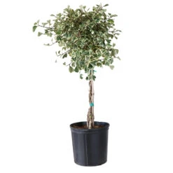 Variegated Ficus Triangularis Tree 9 Variegated Ficus Triangularis Tree -Garden Plant Store FIC TRT 34 3 BRD
