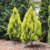 Forever Goldy™ Arborvitae Tree 2 Forever Goldy™ Arborvitae Tree -Garden Plant Store FOrever GOldy 600x600 6bb4203a 1f83 46d7 bf71 502f5d9964f5