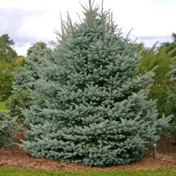 Fat Albert Colorado Blue Spruce 9 Fat Albert Colorado Blue Spruce -Garden Plant Store Fat albert Blue Spruce 1