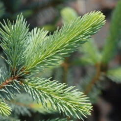Fat Albert Colorado Blue Spruce 10 Fat Albert Colorado Blue Spruce -Garden Plant Store Fat albert Blue Spruce 2