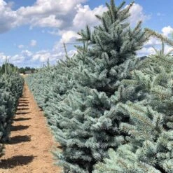 Fat Albert Colorado Blue Spruce 11 Fat Albert Colorado Blue Spruce -Garden Plant Store Fat albert Blue Spruce 5