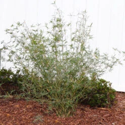 Fernleaf Bamboo -Garden Plant Store FernleafMultiplexBamboo 1