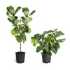 Monstera Deliciosa And Fiddle Leaf Fig Combo -Garden Plant Store Fiddle Swiss Combo 3GMon 3 4 Fig 600x600 1c3c9ad7 692d 418a b0f3 48f3822268e1