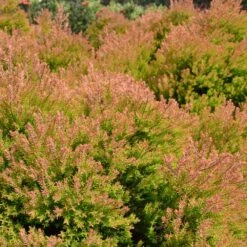 Fire Chief™ Thuja Shrub 10 Fire Chief™ Thuja Shrub -Garden Plant Store Fire Chief Arborvitae 4