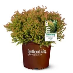 Fire Chief™ Thuja Shrub 11 Fire Chief™ Thuja Shrub -Garden Plant Store Fire Chief Arborvitae 5