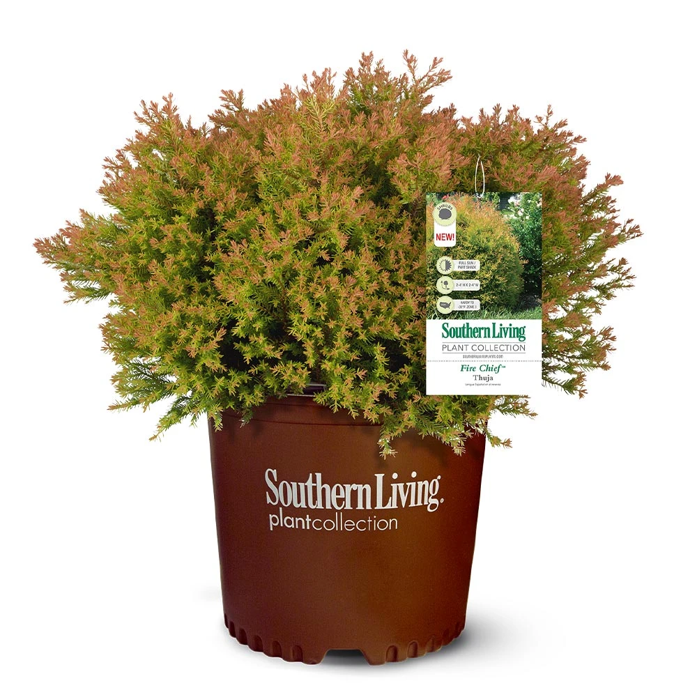 Fire Chief™ Thuja Shrub 7 Fire Chief™ Thuja Shrub - Image 5