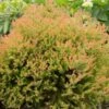 Fire Chief™ Thuja Shrub 2 Fire Chief™ Thuja Shrub -Garden Plant Store Fire Chief Arborvitae FGT 600x600 37a959d3 8432 48d1 a13c 2918104cceee