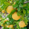 Flame Grapefruit Tree 1 Flame Grapefruit Tree -Garden Plant Store Flame Grapefruit 600x600 3439c604 9d92 491c b107 cc763d52c75a