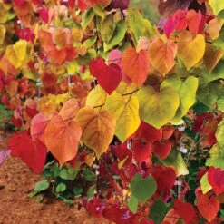 Flame Thrower® Redbud Tree 9 Flame Thrower® Redbud Tree -Garden Plant Store Flame Thrower Redbud 2