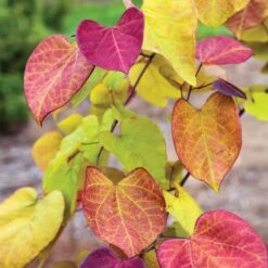 Flame Thrower® Redbud Tree 10 Flame Thrower® Redbud Tree -Garden Plant Store Flame Thrower Redbud 3