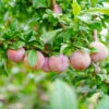 Flavor King® Pluot Tree -Garden Plant Store Flavor King Pluot 600x600 c06c75de fe35 40f1 944d dd989b8bb2ba