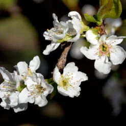 Flavor Queen Pluot® 10 Flavor Queen Pluot® -Garden Plant Store Flavor Queen Pluot 3