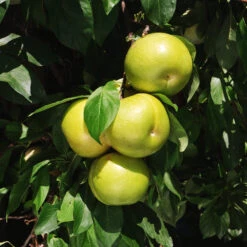 Flavor Queen Pluot® 11 Flavor Queen Pluot® -Garden Plant Store Flavor Queen Pluot 4