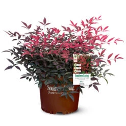 Flirt™ Nandina Shrub 12 Flirt™ Nandina Shrub -Garden Plant Store Flirt Nandina 5