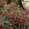 Flirt™ Nandina Shrub 1 Flirt™ Nandina Shrub -Garden Plant Store Flirt Nandina FGT 600x600 c6f1b96c ea7c 42fb ad5c 9b651418a0af