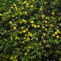 Hardy Orange Tree 'Flying Dragon' 17 Hardy Orange Tree 'Flying Dragon' -Garden Plant Store Flying Dragon Trifoliate orange 2