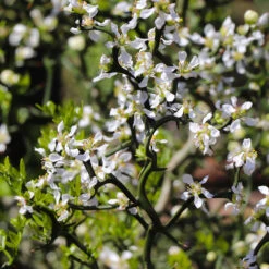 Hardy Orange Tree 'Flying Dragon' 18 Hardy Orange Tree 'Flying Dragon' -Garden Plant Store Flying Dragon Trifoliate orange 3 FGT