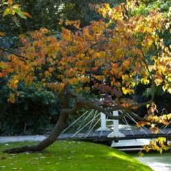 Forest Pansy Redbud 11 Forest Pansy Redbud -Garden Plant Store Forest Pansy Redbud 2