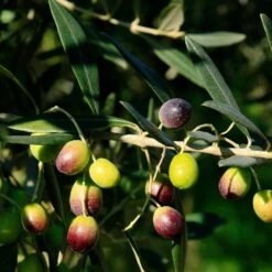 Frantoio Olive Tree 9 Frantoio Olive Tree -Garden Plant Store Frantoio Olive 2 BB