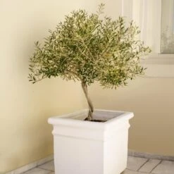 Frantoio Olive Tree 8 Frantoio Olive Tree -Garden Plant Store Frantoio Olive FGT