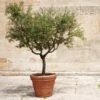 Frantoio Olive Tree 1 Frantoio Olive Tree -Garden Plant Store Frantoio Olive FGT 600x600 ae78b264 02f3 4f9c a62c 4757ae262c9c