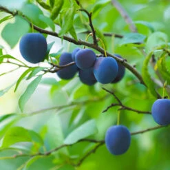 French Prune Tree -Garden Plant Store French Prune Plum 2