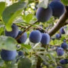 French Prune Tree -Garden Plant Store French Prune Plum 3 600x600 a3c97408 0735 4967 8350 f98df95f31c7