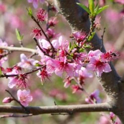 Galaxy Peach Tree 13 Galaxy Peach Tree -Garden Plant Store Galaxy Peach Tree 1