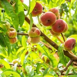 Galaxy Peach Tree 11 Galaxy Peach Tree -Garden Plant Store Galaxy Peach Tree 3