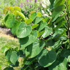 Garden Gems® Emerald Redbud Tree 8 Garden Gems® Emerald Redbud Tree -Garden Plant Store Garden Gems Emerald 1