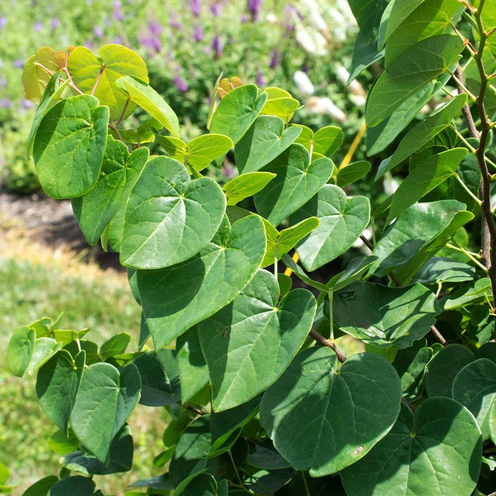 Garden Gems® Emerald Redbud Tree 5 Garden Gems® Emerald Redbud Tree - Image 3