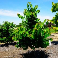 Garden Gems® Emerald Redbud Tree 9 Garden Gems® Emerald Redbud Tree -Garden Plant Store Garden Gems Emerald 3