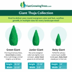 Junior Giant Thuja Tree -Garden Plant Store GiantThujaCollectionGraphic 46da212d 75c4 4b15 9d43 0f7dc11664cd