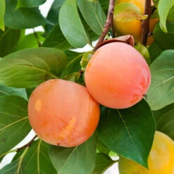 Giant Fuyu Persimmon Tree -Garden Plant Store Giant Persimmon 1