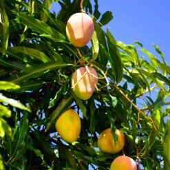 Salsa Kit -Garden Plant Store Glenn Mango 6