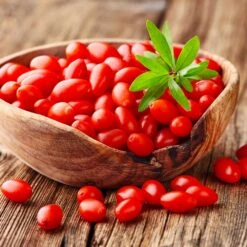 Goji Berry 10 Goji Berry -Garden Plant Store Goji Berry 4