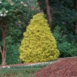 Gold Mop Cypress 7 Gold Mop Cypress -Garden Plant Store Gold Mop Cypress 2