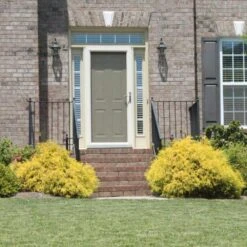 Gold Mop Cypress 9 Gold Mop Cypress -Garden Plant Store Gold Mop Cypress 2 FGT