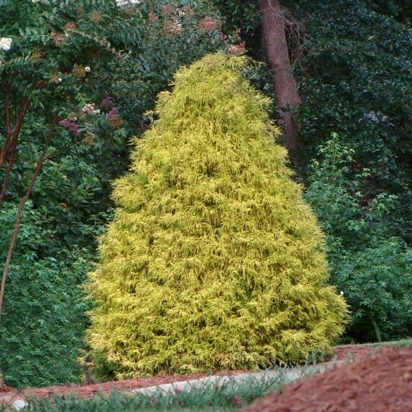 Gold Mop Cypress 3 Gold Mop Cypress