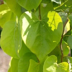 Golden Falls® Redbud Tree 9 Golden Falls® Redbud Tree -Garden Plant Store Golden Falls Redbud 2