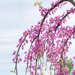 Golden Falls® Redbud Tree 10 Golden Falls® Redbud Tree -Garden Plant Store Golden Falls Redbud 3