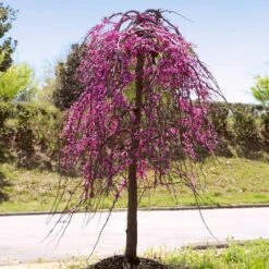 Golden Falls® Redbud Tree 11 Golden Falls® Redbud Tree -Garden Plant Store Golden Falls Redbud 4
