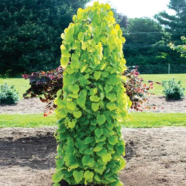 Golden Falls® Redbud Tree 3 Golden Falls® Redbud Tree