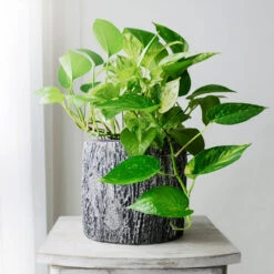 Boho House Plant Kit 12 Boho House Plant Kit -Garden Plant Store Golden Pothos 1 BB