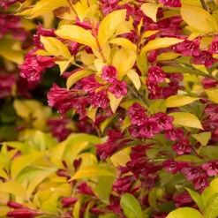 Golden Jackpot® Weigela Shrub -Garden Plant Store Golden jackpot Weigela 2