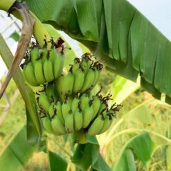 Grand Nain 'Naine' Banana Tree 9 Grand Nain 'Naine' Banana Tree -Garden Plant Store Grand Naine Nain Banana 3 FGT