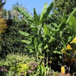 Grand Nain 'Naine' Banana Tree 11 Grand Nain 'Naine' Banana Tree -Garden Plant Store Grand Naine Nain Banana 7 FGT
