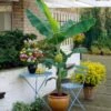 Grand Nain 'Naine' Banana Tree -Garden Plant Store Grand Naine Nain Banana FGT 600x600 ae20a73d 5f5d 4cf4 915c cd72fe2f17a0
