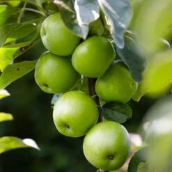 Tangy Green Columnar Apple Tree 11 Tangy Green Columnar Apple Tree -Garden Plant Store Green Columnar Apple 2