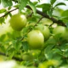 Green Gage Plum 1 Green Gage Plum -Garden Plant Store Green Gage Plum 600x600 f3677a03 8f2c 4aed a91d 6b51be46e619